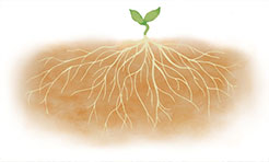 ネオナチュラルの考えるスキンケア